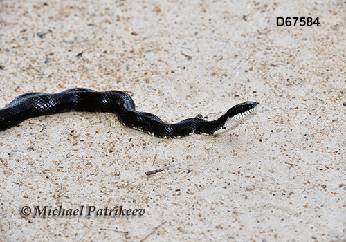 Black Rat Snake (Elaphe obsoleta alleghaniensis)